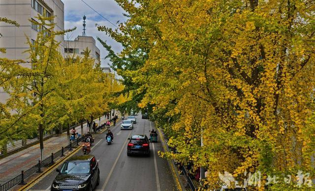 荆州古城银杏染金 城管“缓扫”留秋韵