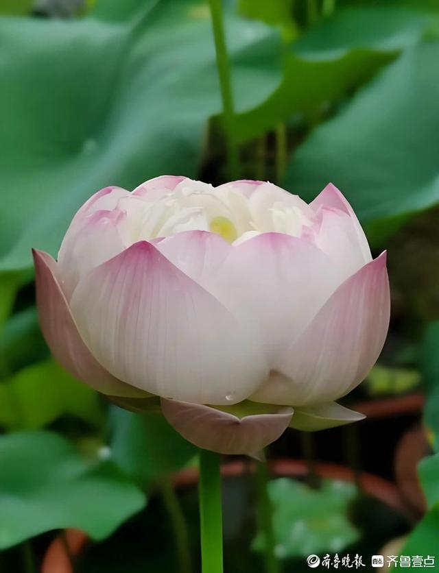 解锁泉城夏日限定浪漫！济南第39届荷花艺术节启幕