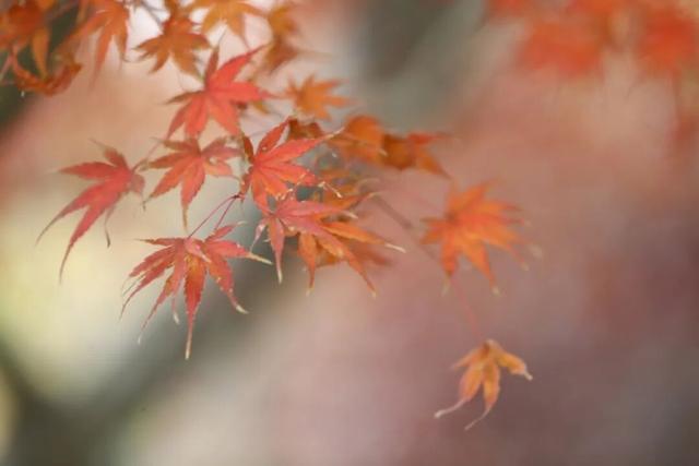 人少景美！洪山5处打卡地，周末约起