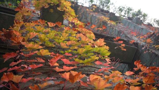 快冲！高铁峨眉山站旁藏着一处“秘境”，森系“魔法墙”超出片！