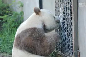 棕色大熊猫七仔静享秋日时光图片