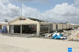 台风过境后的文昌鸡“保卫战”图片