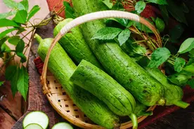 这种瓜满身是宝，吃能清热解毒、用能洗碗擦桌，夏季要常吃常用图片