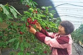 澄城樱桃何以实现180天连续供应——渭北高原“红宝石”长成记图片
