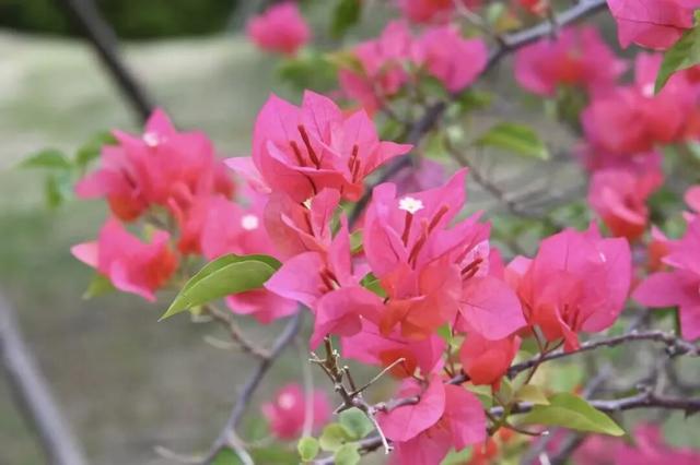 南宁秋日赏花攻略，带你一键解锁这份限定版的秋花图鉴！