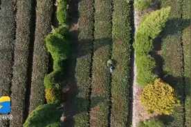 打造乡村振兴齐鲁样板丨清明采茶正当时 山东的这些名茶何以惊艳了世界?图片