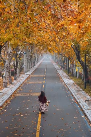 济宁冬季赏叶天花板，错过等一年的绝美景色