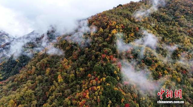 四川汶川：万亩彩林迎来最佳观赏期