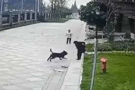 宠物伤人频现 如何预防孩子被狗咬伤图片