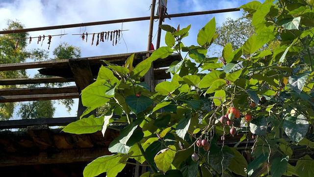 景迈山迎来“云海季” 冬季文旅全面升温