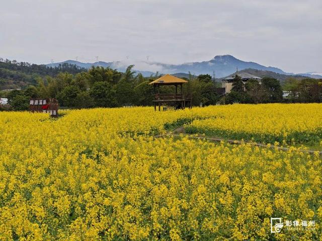 3月，赏花才是春日大事！