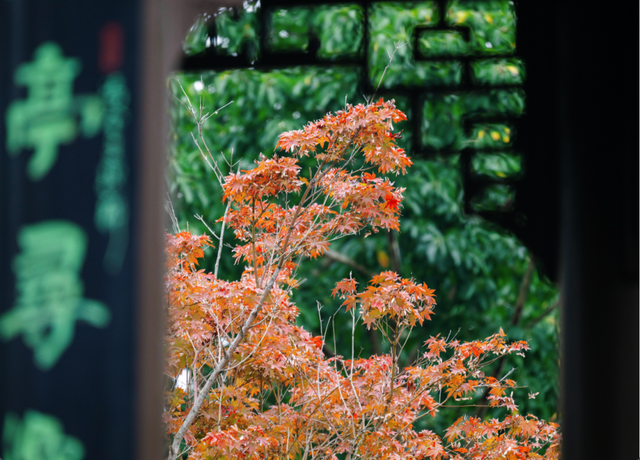 绝美！成都红枫进入最佳观赏期！线路来啦