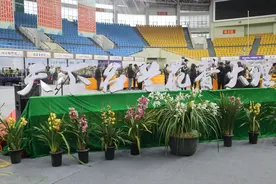 兰展迎春！2025中国（大理）第十五届国际兰花茶花博览会兰花展启幕图片