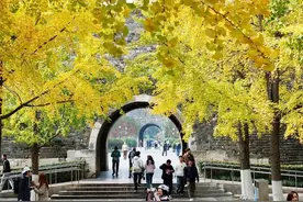 “最美银杏季”，最佳“赏金”点图片