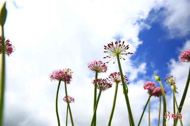 一年一季，韭菜花进入盛花期！