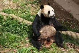 大熊猫“彤彤”突发疾病死亡，原来，这种病是大熊猫的“致命杀手”图片