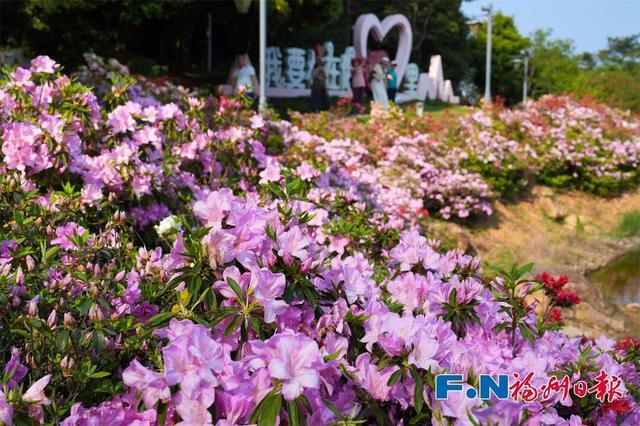 花期持续到五一！福州这里万株杜鹃盛放！