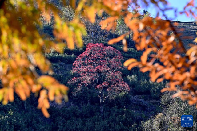 武夷冬韵醉游人