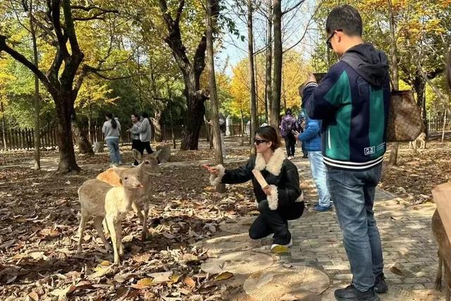初冬的第一场旅行不如“进山游”→