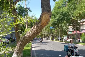 记者追踪丨大树长歪成了“拦路虎” 咋办？图片