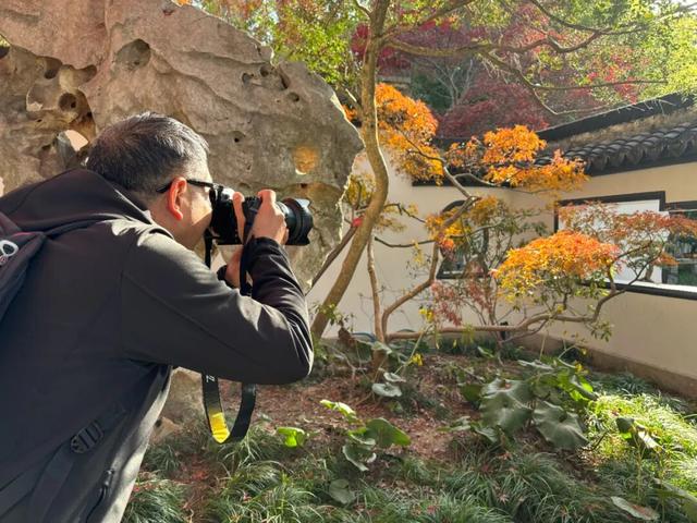 快冲！醉白池枫叶“皮肤”已更新至最美限定款