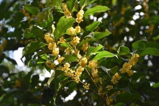 近百岁桂林公园明起闭园大修，预计工期一年！老游客：虽不舍但希望它更好地归来