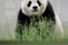 大熊猫“宝力”“青宝”赴美 中方专家将在美国陪伴图片