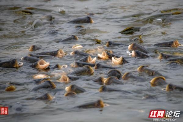 别追景点了！安乡这两个村，全是乡村最接地气的鲜活