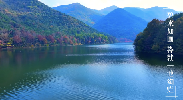 舟山这片彩色森林，迎来最佳观赏期！已经有人拍到了……