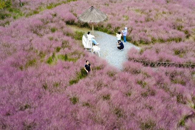 河南郑州：黄河岸边游人邂逅粉色秋天