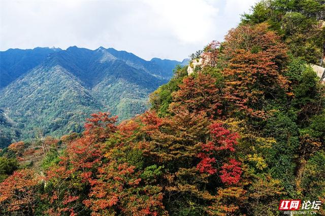 岁暖时刻丨藏在张家界的秘境！四十八寨层林尽染，这斑斓山色谁看了不心动