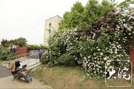 淮南淮河路派出所蔷薇花墙成网红打卡地图片