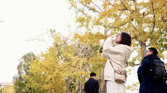 上海银杏浓度已达99％！这份含“金”浪漫别错过