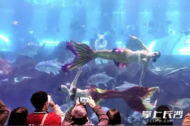 组图｜长沙海底世界看海豚跳舞快乐过节图片