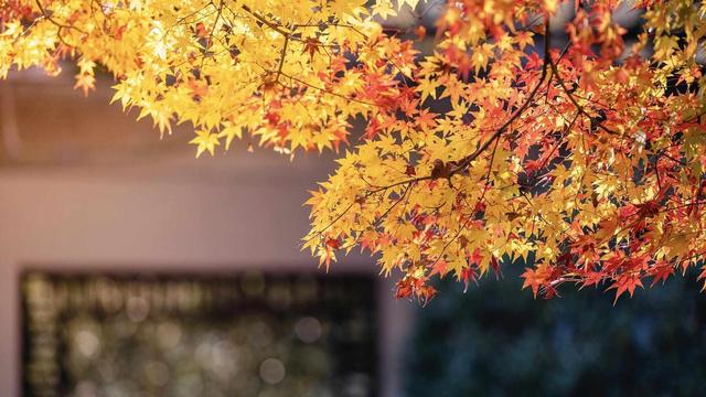 跟着电影去秋游｜这份精选秋日电影旅行地指南，请查收！