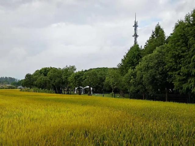 限定玩法～青浦玩水露营好去处→