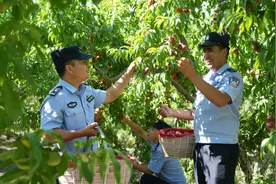 夏日摘桃乐 爱心助农忙——温宿公安助力果农抢收桃果图片