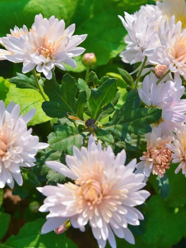 赏花、摘果、逛古镇，玩一天根本不够！