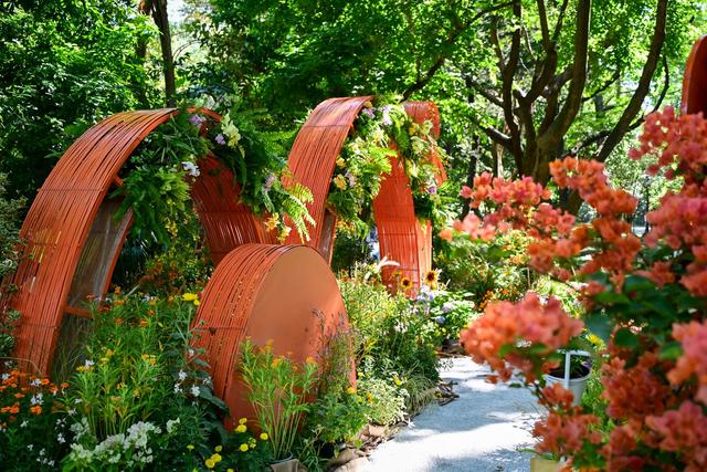 多图直击，2025深圳簕杜鹃赏花周全城绽放