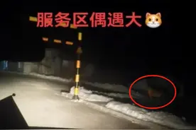 吉林一高速服务区回应“惊现老虎”：假的！系摆件图片