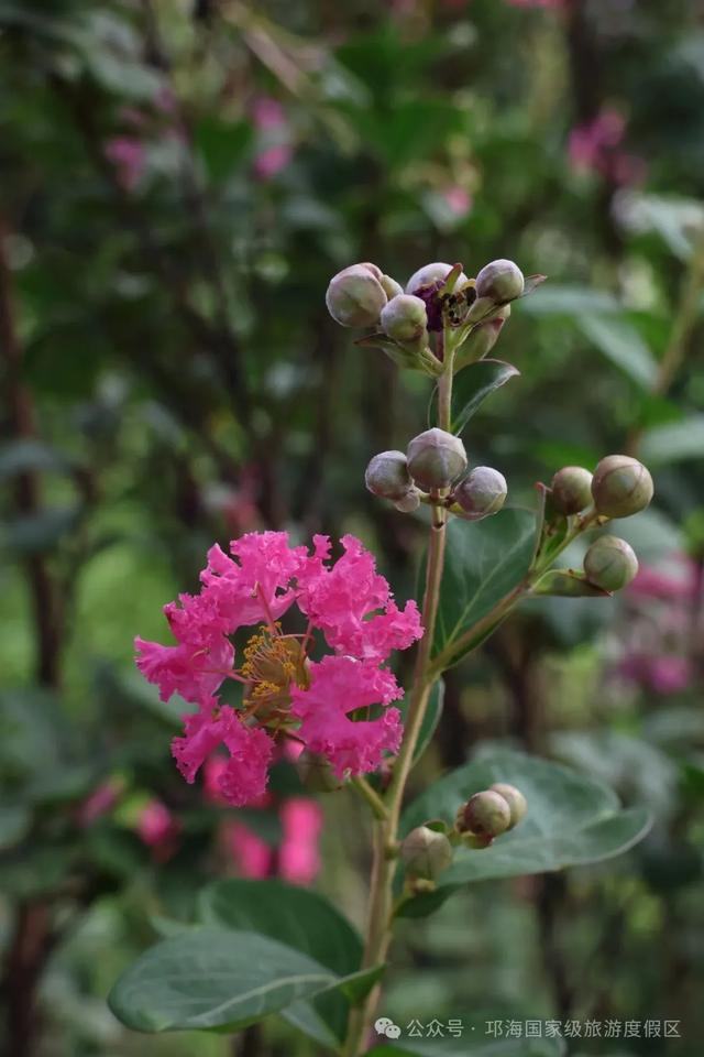繁花似锦 | 邛海紫薇花开缀满枝头,百日浪漫尽在眼前