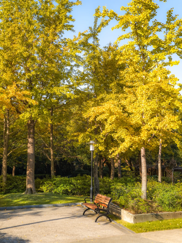 地铁直达！上海这个免费公园化身金色世界→