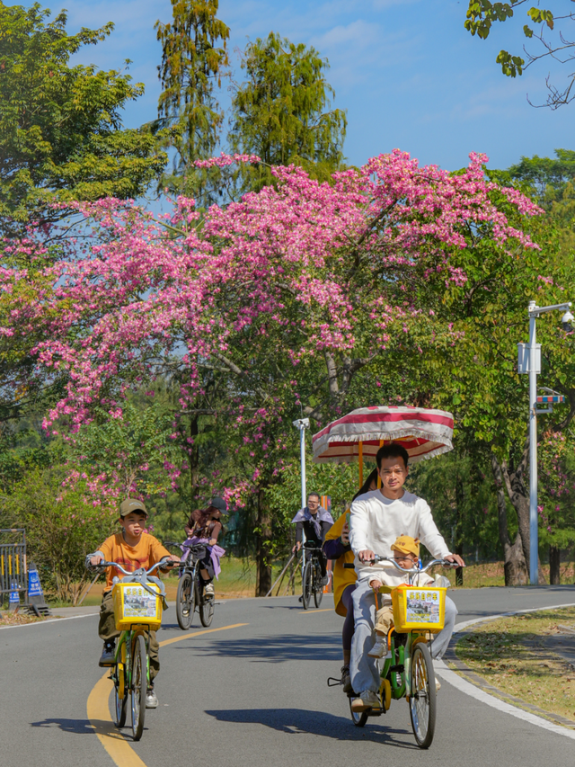 天气正好、花正开，去看粉色的东莞！