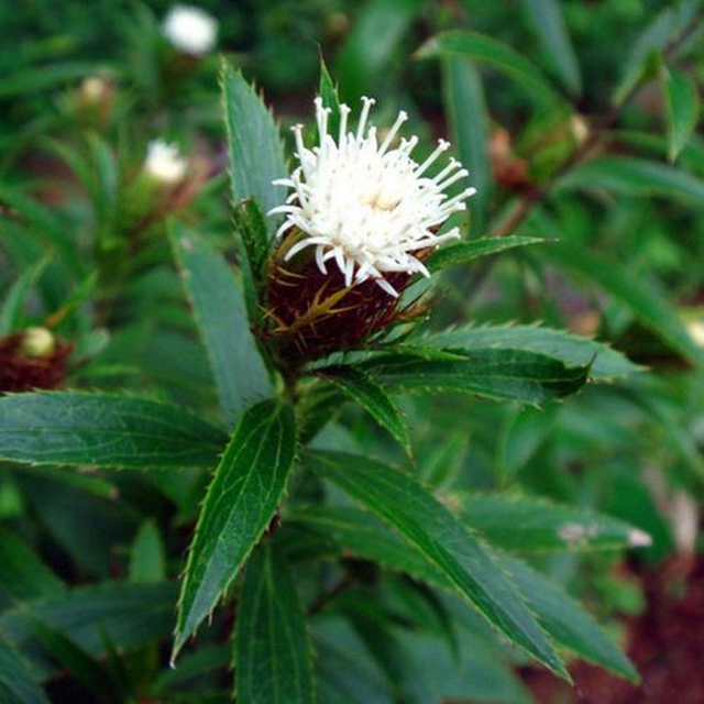 句容的外面是什么？