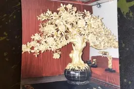 4棵金茶花价值上亿，在银行离奇失踪！女企业家追讨十多年无果，云南多方回应图片