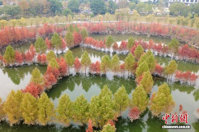 重庆开州汉丰湖国家湿地公园水中彩林美如画