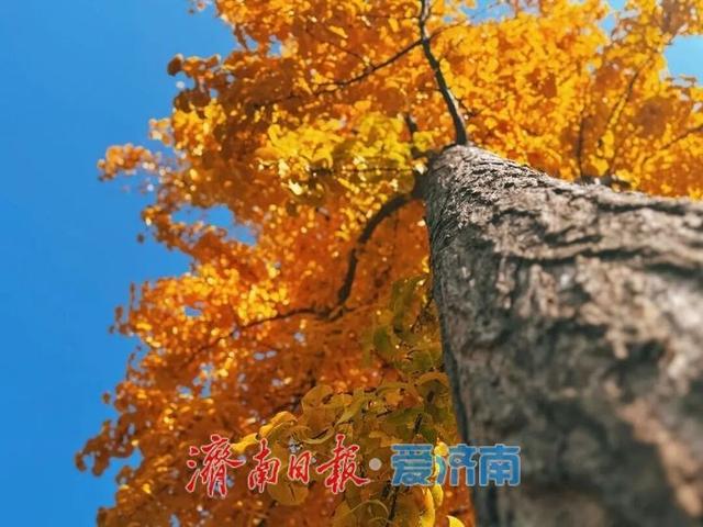 快来打卡公园景区秋色图鉴