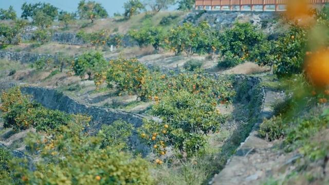 组个“橘” “宜”起“都”来解锁新乐趣→