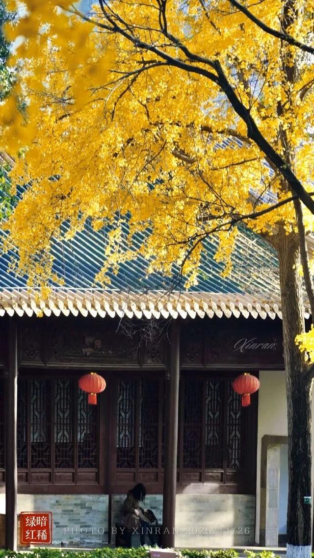 “西红柿炒蛋树”排队？快来秦淮开启“金黄时刻”！