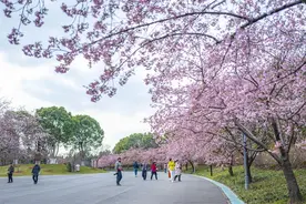 樱花节来了！约起！图片